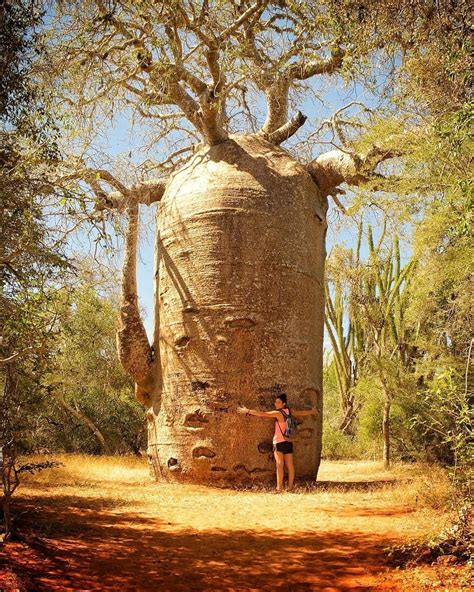 This Is A Baobab Tree Baobabs Are Native To Madagascar They Reach