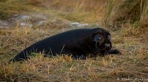 Very Rare Black Baby Seal Charms Crowds Of Thousands At Donna Nook As