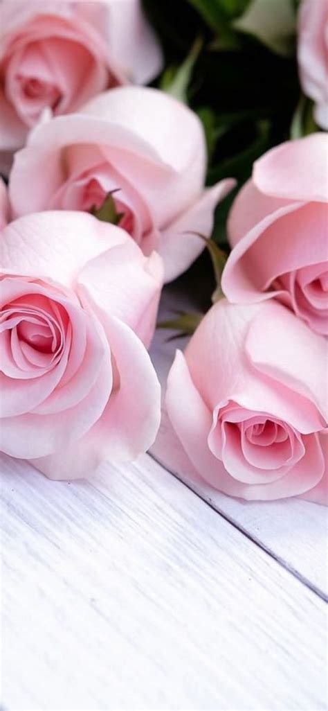 Top 165 Background Pink Roses Wallpaper