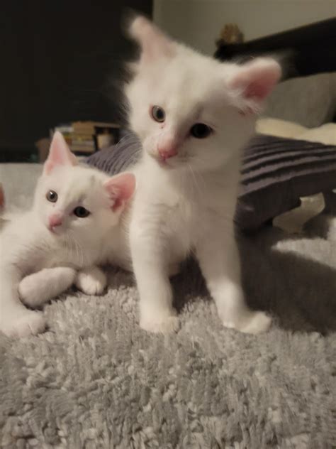 Turkish Angora For Sale In United States 3 Petzlover