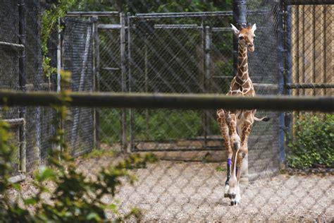 Photos Zoos Baby Giraffe Takes First Steps Outdoors With New