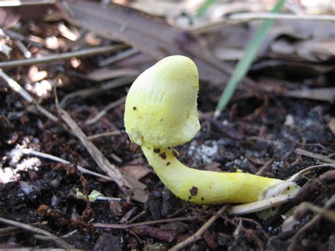 Florida Wild Mushroom Yellow Fleshy Florida Wild Mushroom Flickr