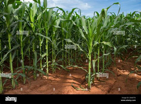 Corn Crop Growing Healthy On Red Soil Zea Mays Is The Plants