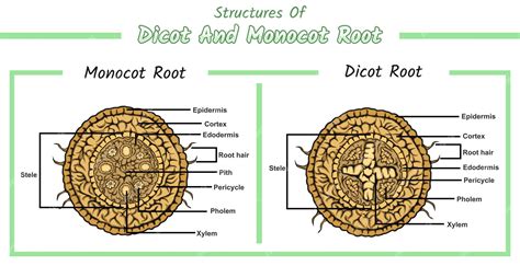 Monocots And Dicots Roots