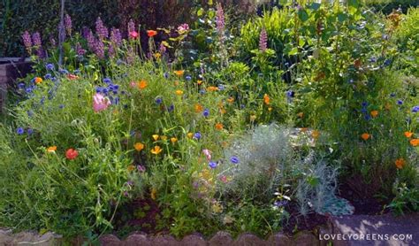 How To Create A Wild Garden Garden Border Filled With Annual Wild