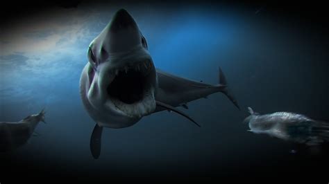 Worlds Fastest Shark Chases Bait Youtube
