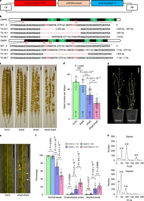 Mutation Of Arabidopsis Dmp Genes Results In Multiple Seed