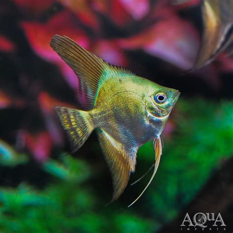 Green Bsp Angelfish Pterophyllum Scalare Aqua Imports