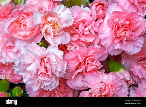 Pink Carnations In The Flower Shop Stock Photo Alamy