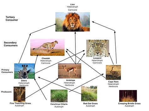 For example, a zebra eats grass, and the zebra is eaten by the lion. Cheetah Food Web