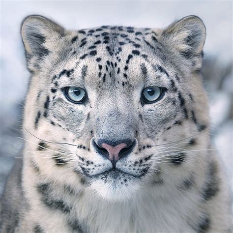 Snow Leopardstatus Vulnerablehabitat Eastern Himalayas Yangtze Big