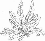 Plants Coloring Pages Sea Jungle Plant Tobacco Leaf Drawing Ocean Flower Rainforest Colouring Tropical Color Dock Drawings Getdrawings Parts Cty sketch template