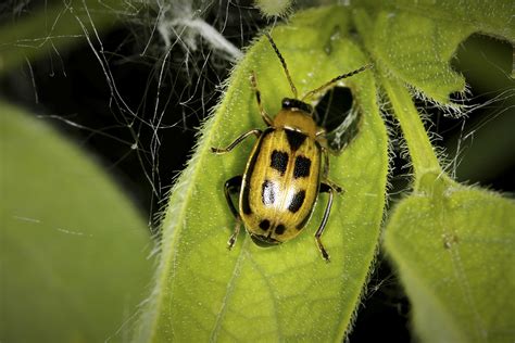 Minnesota Seasons Bean Leaf Beetle