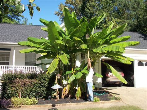 Artificial Plants Tropical Leaves Banana Tree Faux Palm Leaf Of Plant