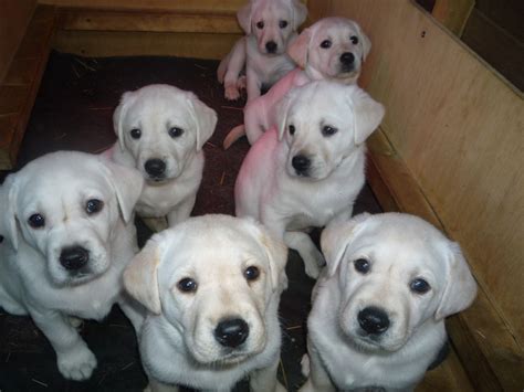 Look at pictures of golden retriever puppies who need a home. Labrador Puppies - White/Golden | Norwich, Norfolk ...