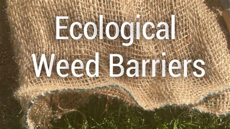 Dont Use Landscape Fabric Installing Burlap Weed Barrier In The