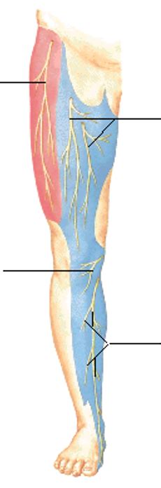 Femoral And Lateral Femoral Cutaneous Nerves Diagram Quizlet