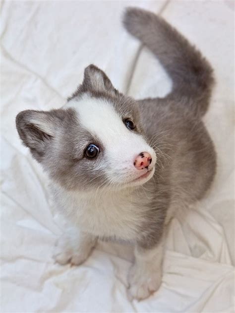 Cute Arctic Fox Pup Teh Cute