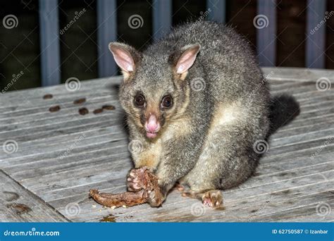 Brush Tailed Possum Raccoon In Kangaroo Island Stock Image Image Of