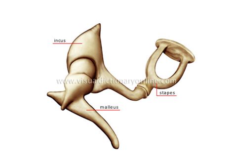 Human Being Sense Organs Hearing Auditory Ossicles Image