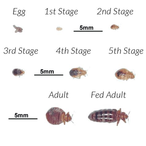 Stages Of Bed Bugs Growth