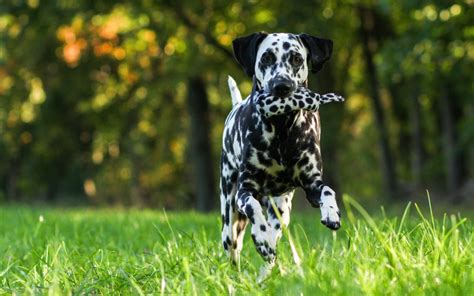 10 top and most current cats and dog wallpapers for desktop computer with full hd 1080p (1920 × 1080) free download. Dalmation Dog Wallpapers, Pictures, Images