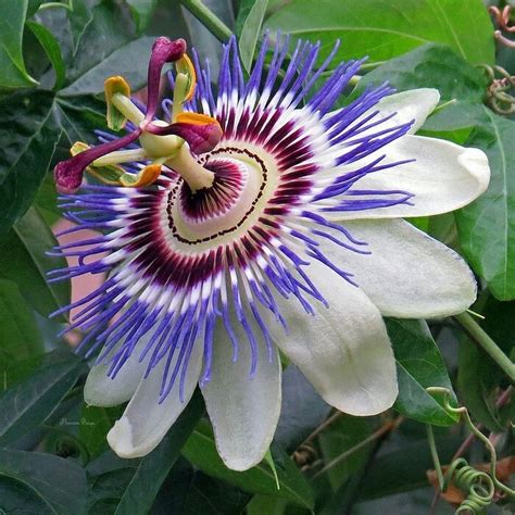 Have You Ever Grown Passion Flower Interesting Plant Beckys Greenhouse