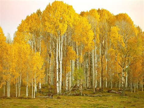 Download Aspen Birch Tree Forest Colorado Wallpaper