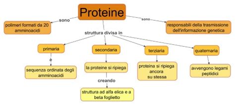 Come Sono Fatte Le Proteine