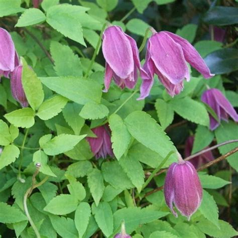 Maybe you would like to learn more about one of these? Clematis alpina 'Constance' 3L - Coolings Garden Centre