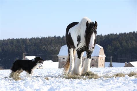 Nice Border Collie Playing With A Horse Stock Image Image Of Action