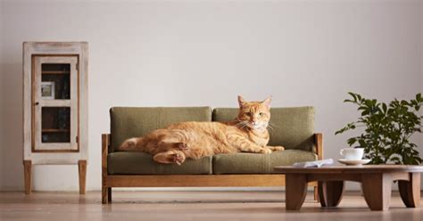 Shop for unique cat beds at modern pets including cat igloos, cat caves, bamboo beds, convertible mats and more. Japanese Artisans Release a Range of High Quality Cat ...
