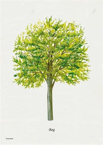 Beech Lithograph Conifer Trees Deciduous Trees Tree Identification