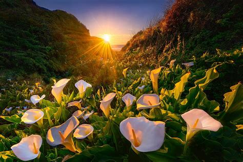 1920x1080px Free Download Hd Wallpaper Flowers Calla Lily Nature