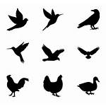 Bird Birds Silhouette Vector Icon Icons Flying