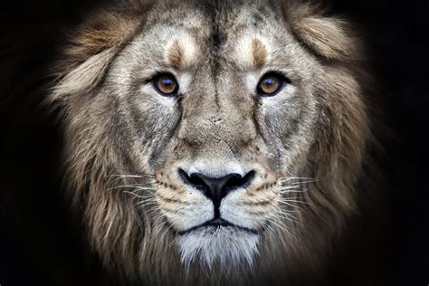 Lion Face Wallpapers Wallpaper Cave