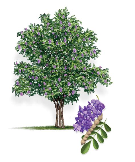 Texas Mountain Laurel  AustinTexas.gov  The Official Website of the