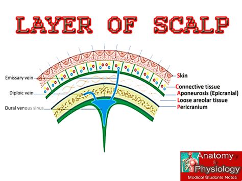 Scalp Layers Anatomy