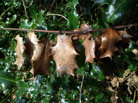 Holly Bush Problems Pests And Diseases Of Holly Shrubs