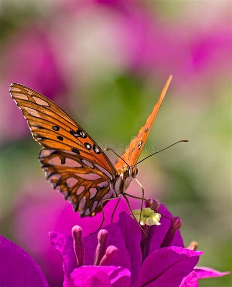Monarch Butterfly On A Colorful Purple Flower Stock Image Image Of