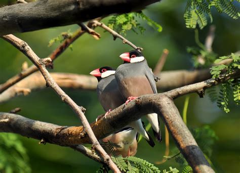 200 Birds Introduced Birds Of The Big Island Hawaii Song Birds