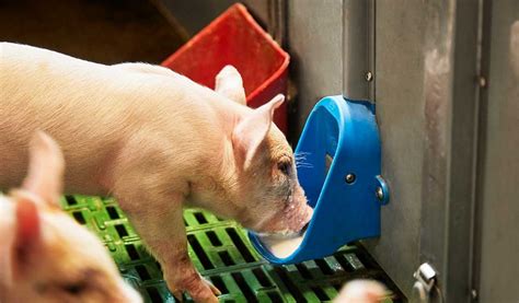 Piglets Use The Early Weaning Station In Just 5½ Weeks Ab Neo