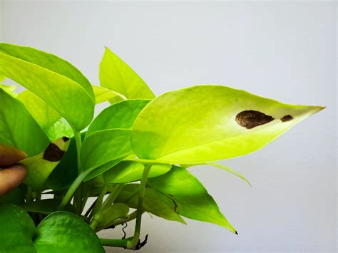 Brown Spots On Pothos Leaves Causes And Solutions