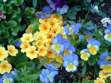 Yellow And Blue Petaled Flowers Pansies Flowers Flowerbed Green