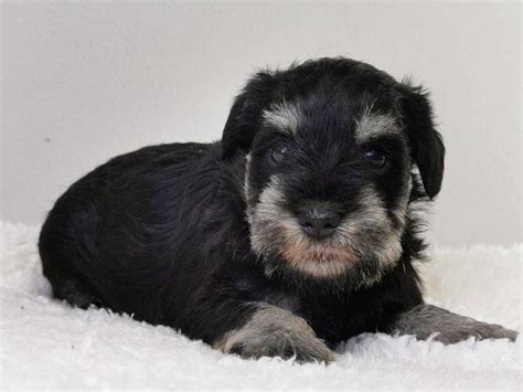 Chiot Schnauzer Miniature noir et argent à vendre Petite Annonce chien
