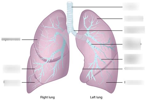 Gross Anatomy Of The Lungs Diagram Quizlet
