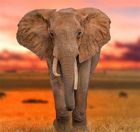 African Wildlife Photography Elephant Photography Animal Photography