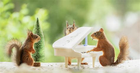 Red Squirrels Playing On A Piano Photograph By Geert Weggen