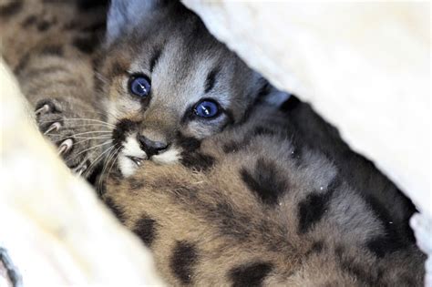 Mountain Lion Delivers 4 Female Kittens In Mountains Near La
