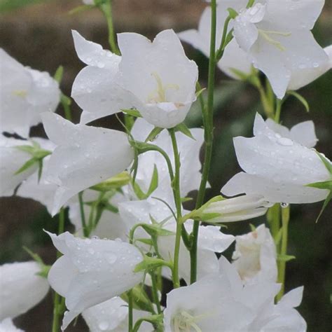 Campanula Persicifolia Takion White Dzwonek Brzoskwiniolistny